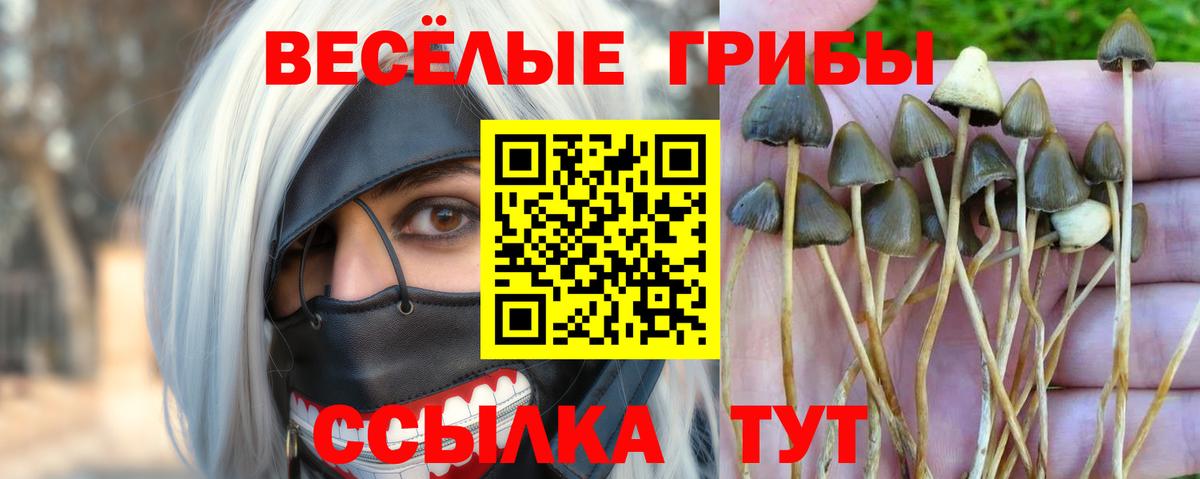 Псилоцибиновые грибы Psilocybine cubensis Карталы